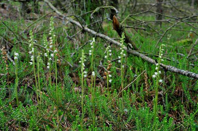 Image of Rattlesnake plantain