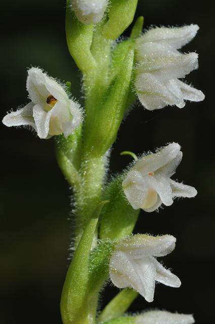 Image of Rattlesnake plantain