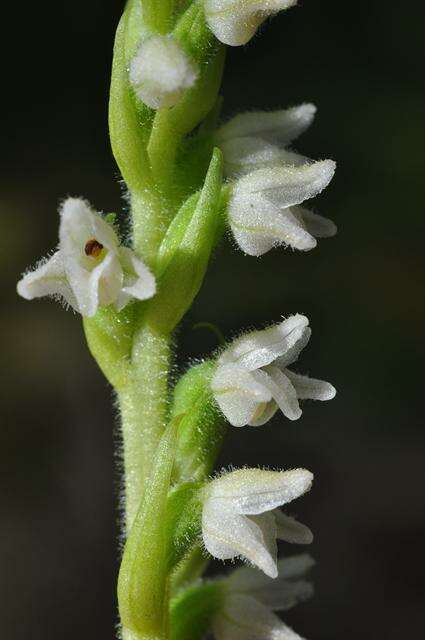 Image of Rattlesnake plantain