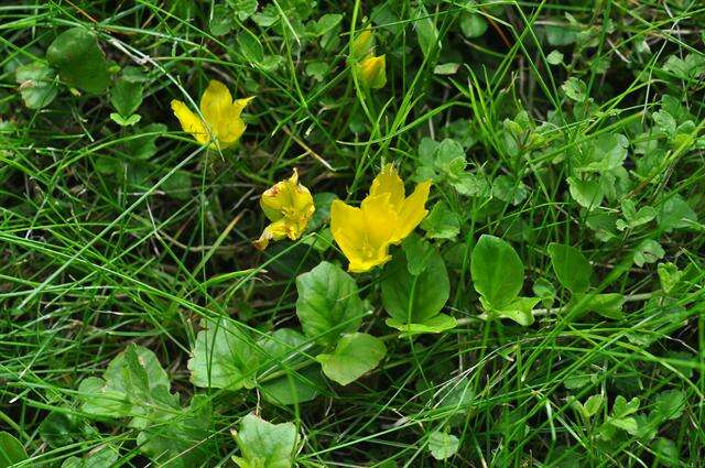 Image of yellow loosestrife