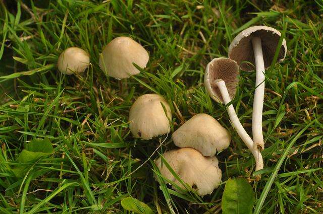 Image de Psathyrella