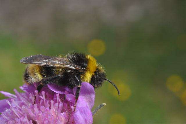 Image of Bombus sylvestris (Lepeletier 1832)