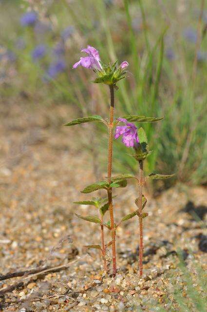 Image of hempnettle