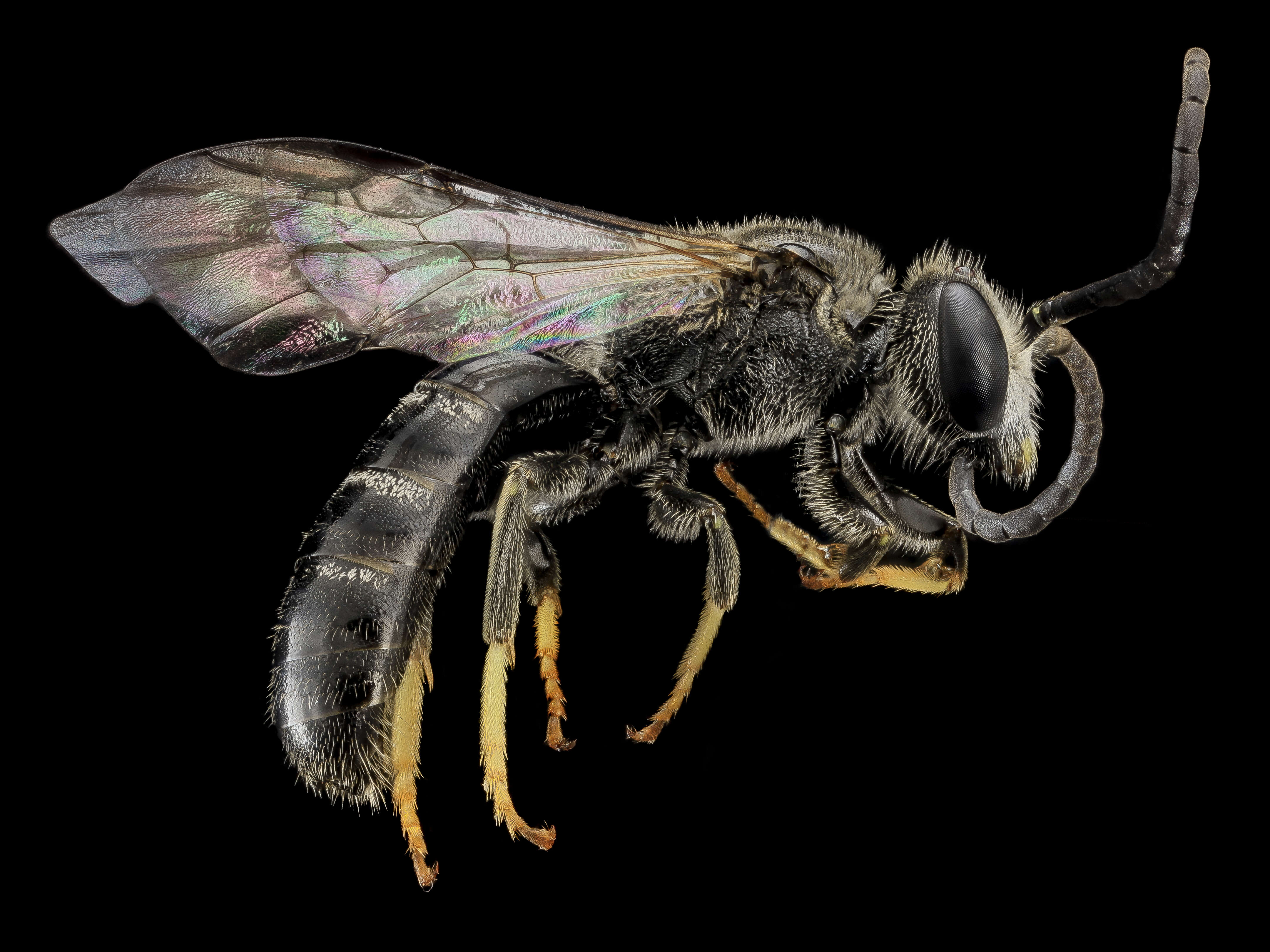 Imagem de Lasioglossum truncatum (Robertson 1901)