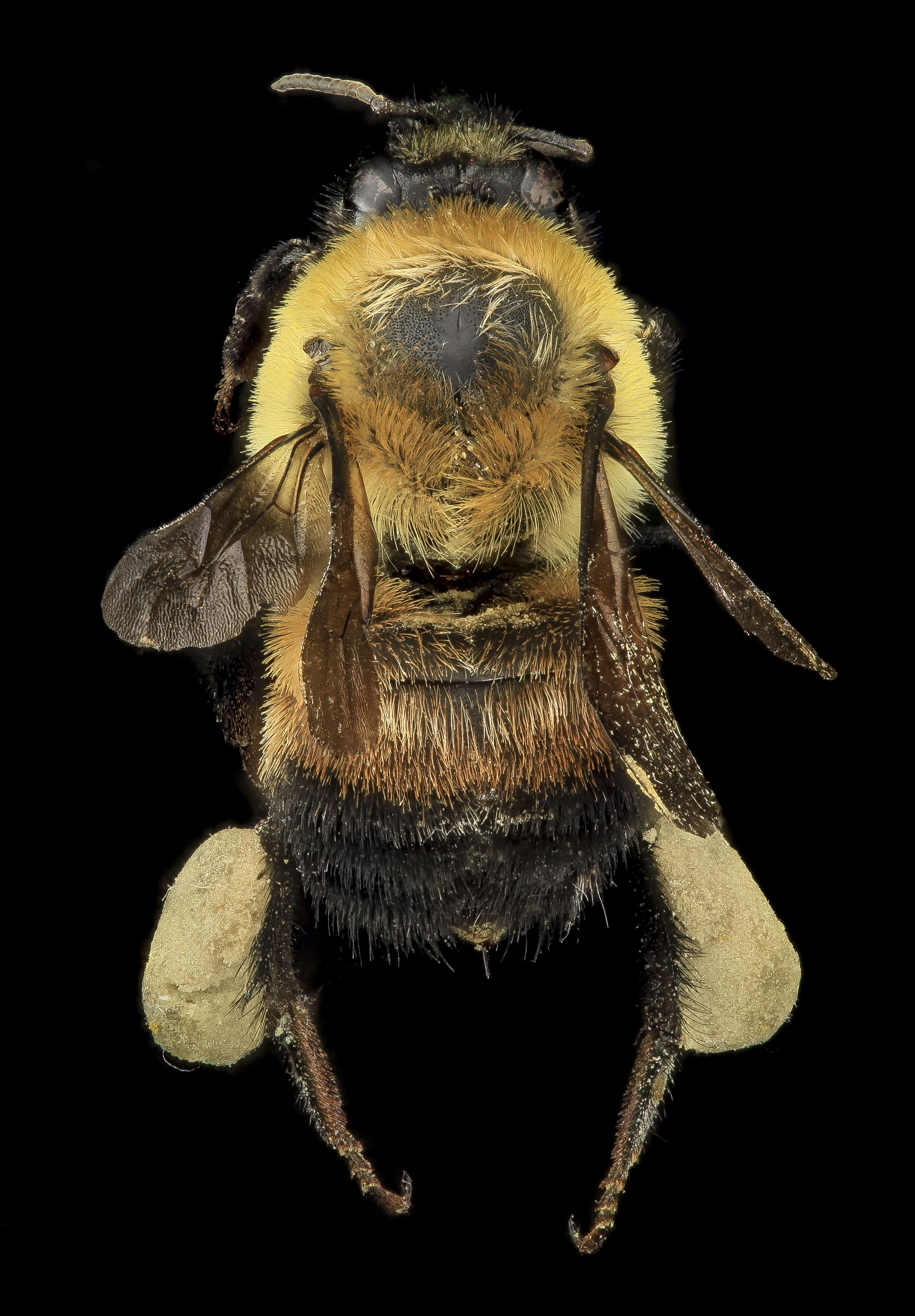 Image of Brown-belted Bumblebee