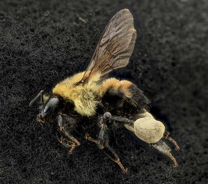 Image of Brown-belted Bumblebee