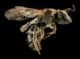 Imagem de Lasioglossum zonulum (Smith 1848)