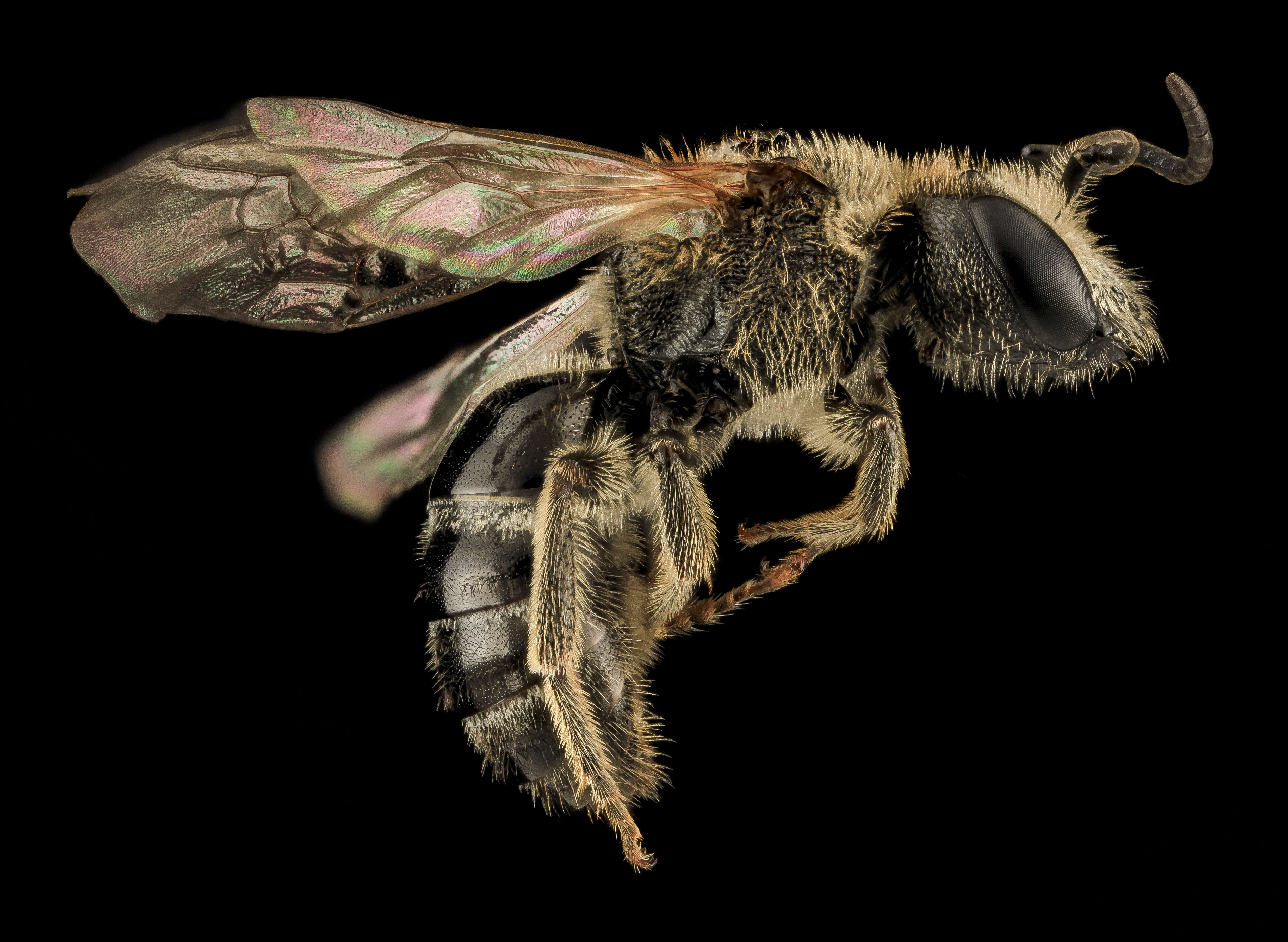 Imagem de Lasioglossum zonulum (Smith 1848)