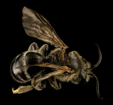 Imagem de Lasioglossum zonulum (Smith 1848)