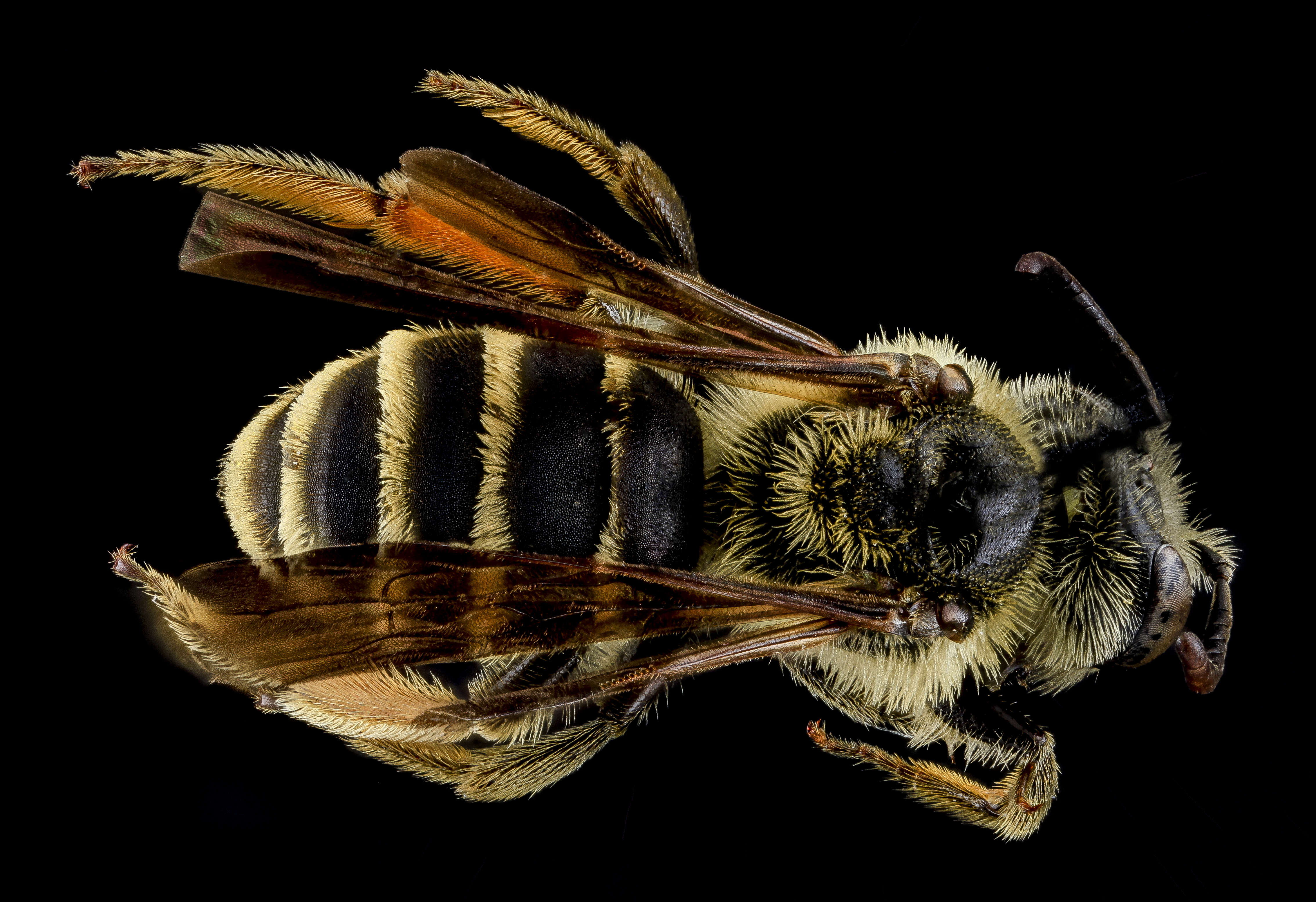 Image of Andrena fulvipennis Smith 1853