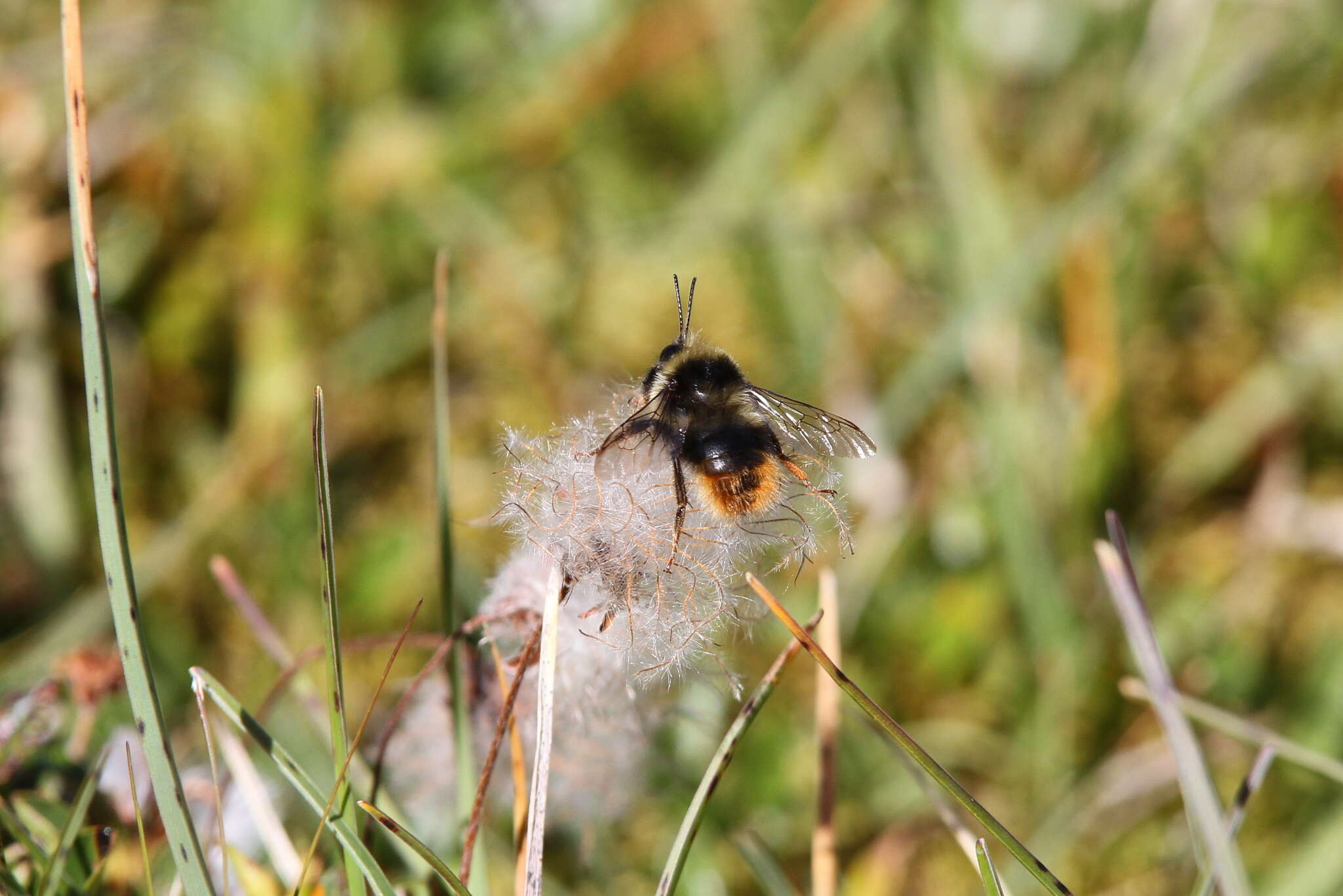 Imagem de Bombus mendax Gerstäcker 1869