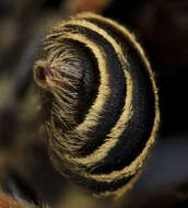 Image of Andrena fulvipennis Smith 1853