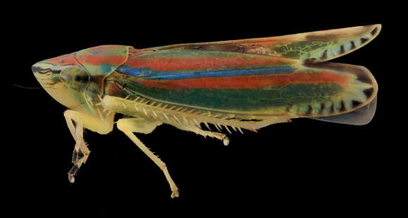 Image of Graphocephala versuta (Say 1830)