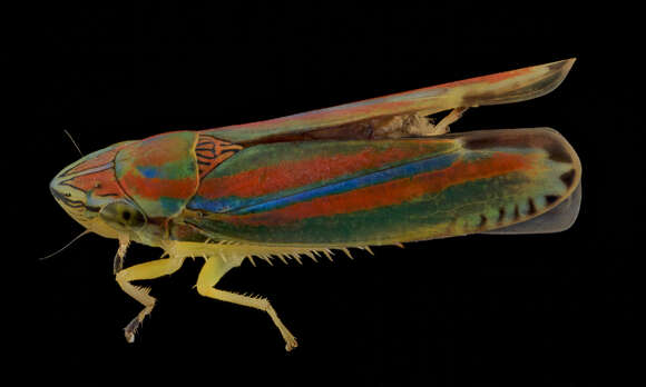 Image of Graphocephala versuta (Say 1830)