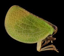 Image of Two-striped Planthopper