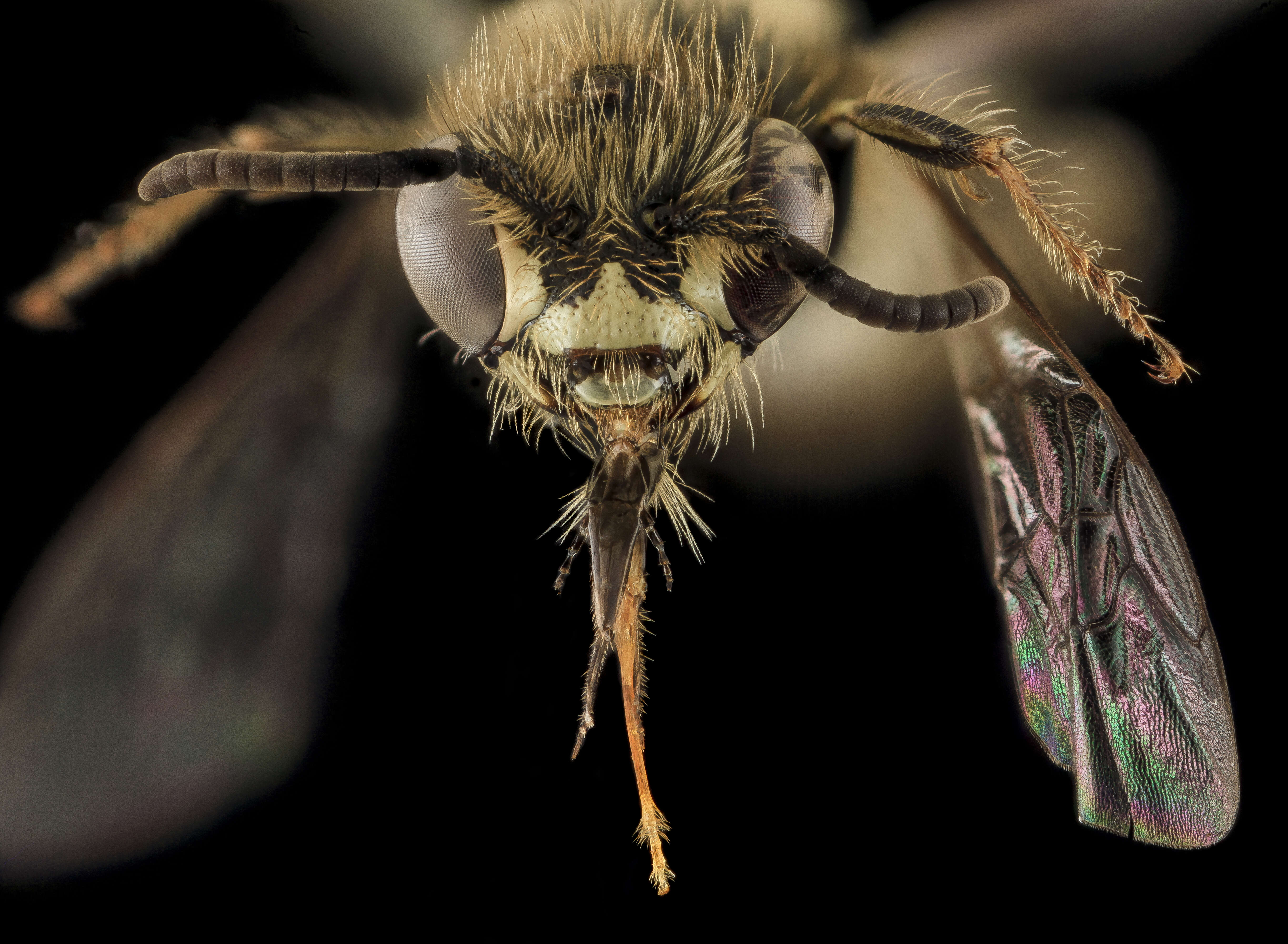 Image of Nebraska Calliopsis