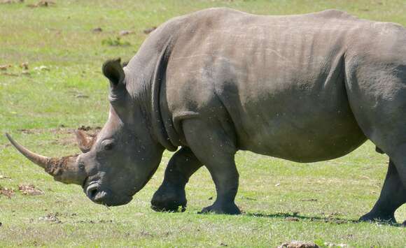 Image of Grass Rhinoceros