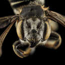 Image of Megachile integrella Mitchell 1926