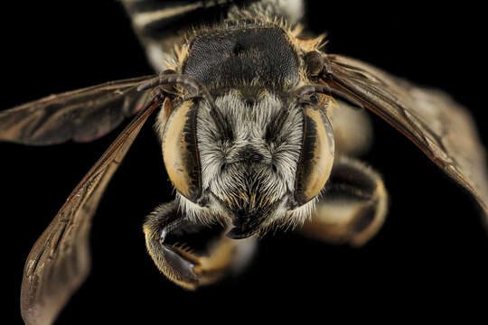 Image of Megachile integrella Mitchell 1926