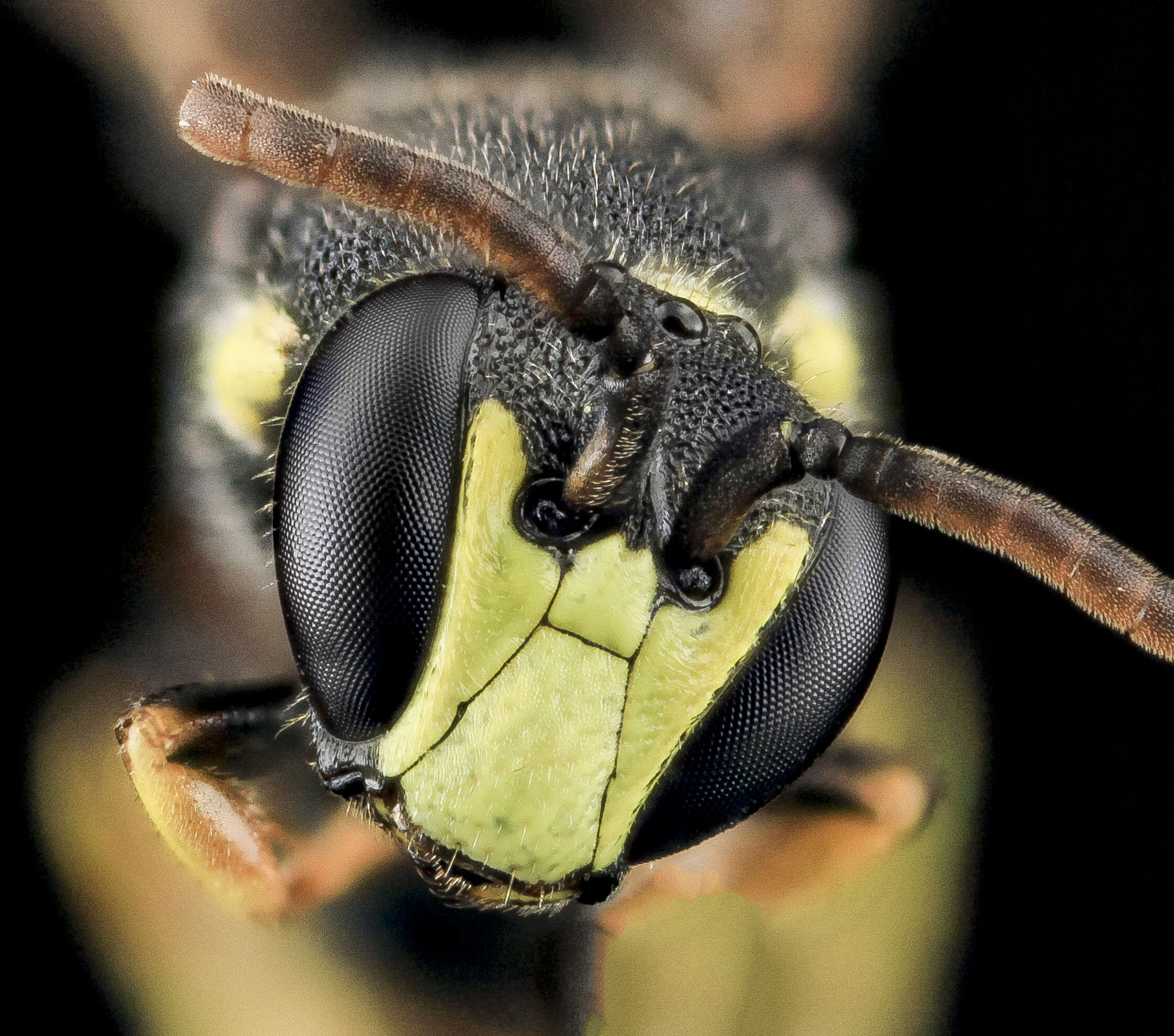 Image of Hylaeus ornatus Mitchell 1951