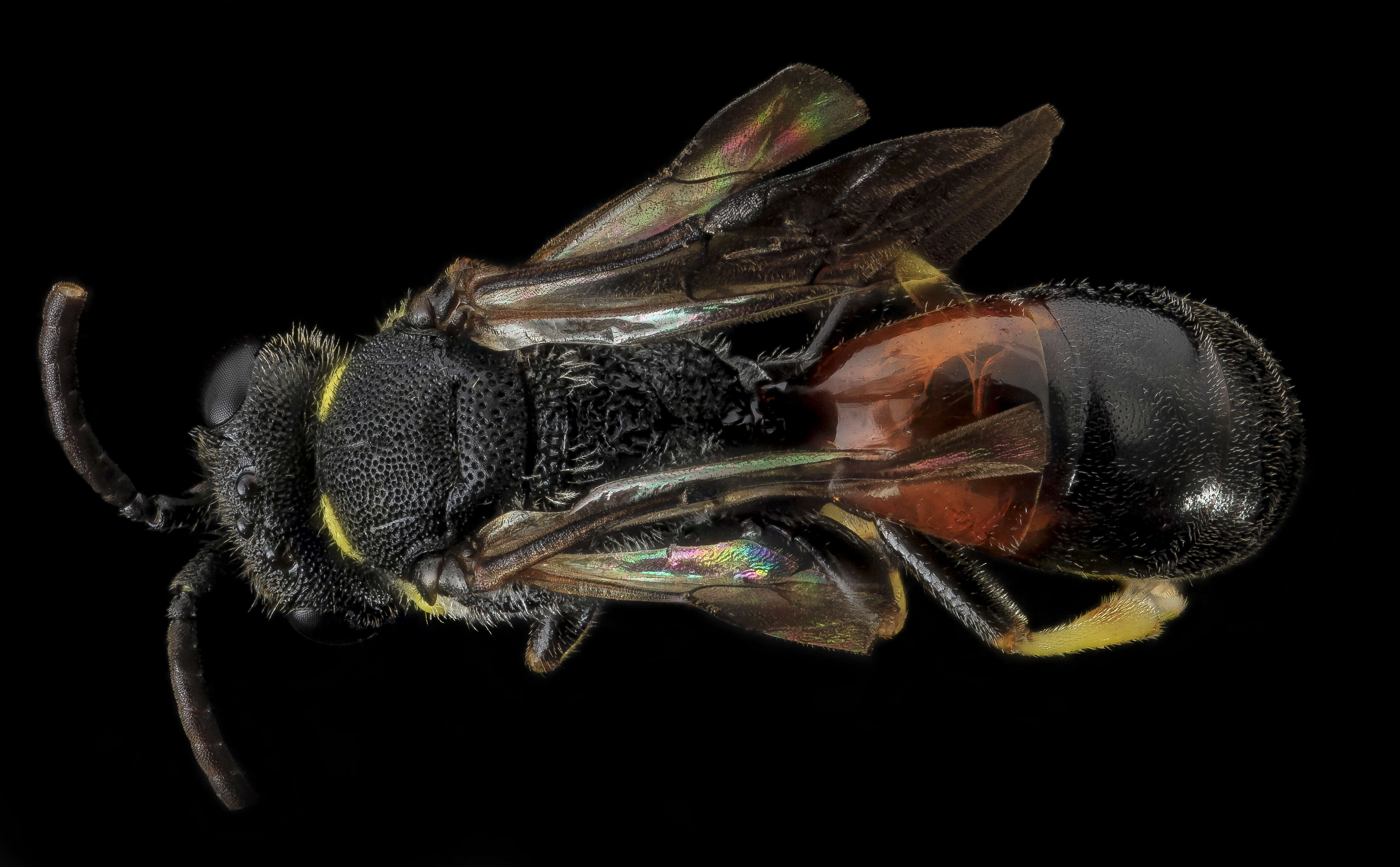 Image of Hylaeus ornatus Mitchell 1951