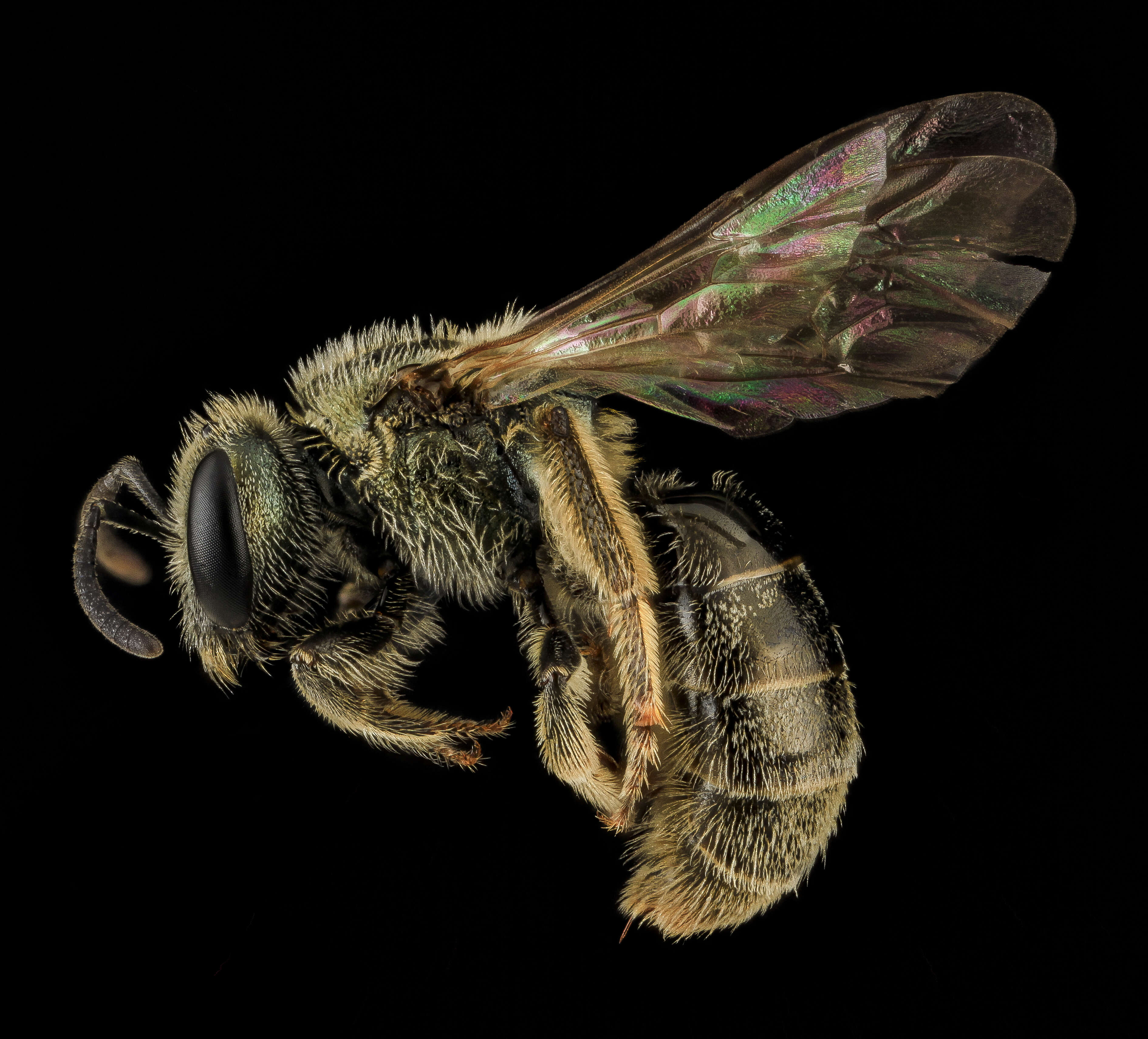 Слика од Lasioglossum versatum (Robertson 1902)