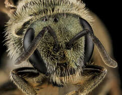 Слика од Lasioglossum versatum (Robertson 1902)