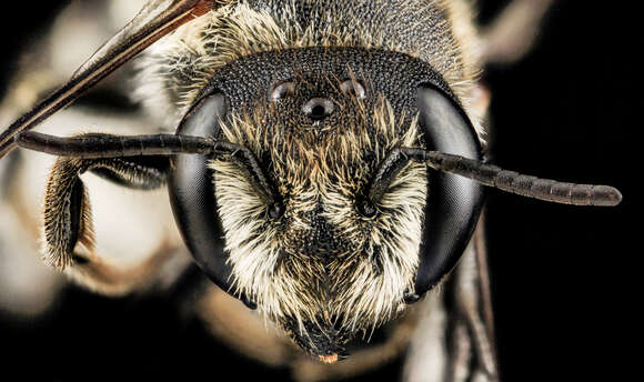 Image of Alfalfa Leafcutter Bee