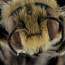 Image of Megachile rubi Mitchell 1924