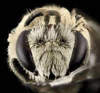 Image of Colletes titusensis Mitchell 1951