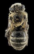 Image of Colletes titusensis Mitchell 1951