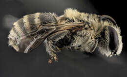 Image of Colletes titusensis Mitchell 1951