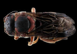 Image of Dianthidium floridiense Schwarz 1926