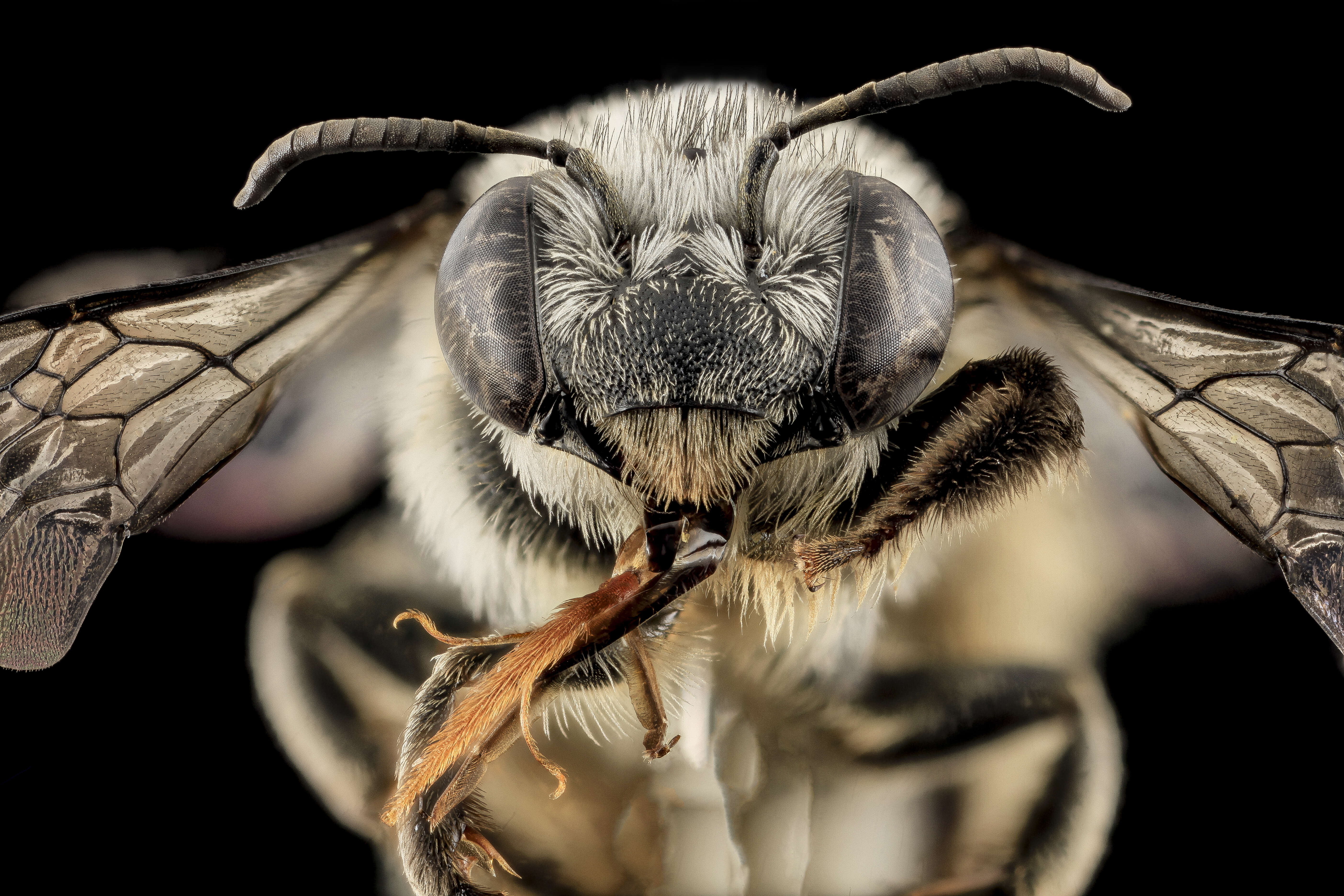 Image of Melissodes denticulatus Smith 1854