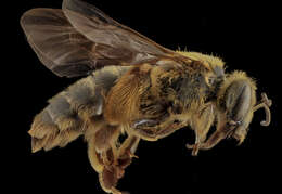 Imagem de Andrena helianthiformis Viereck & Cockerell 1914