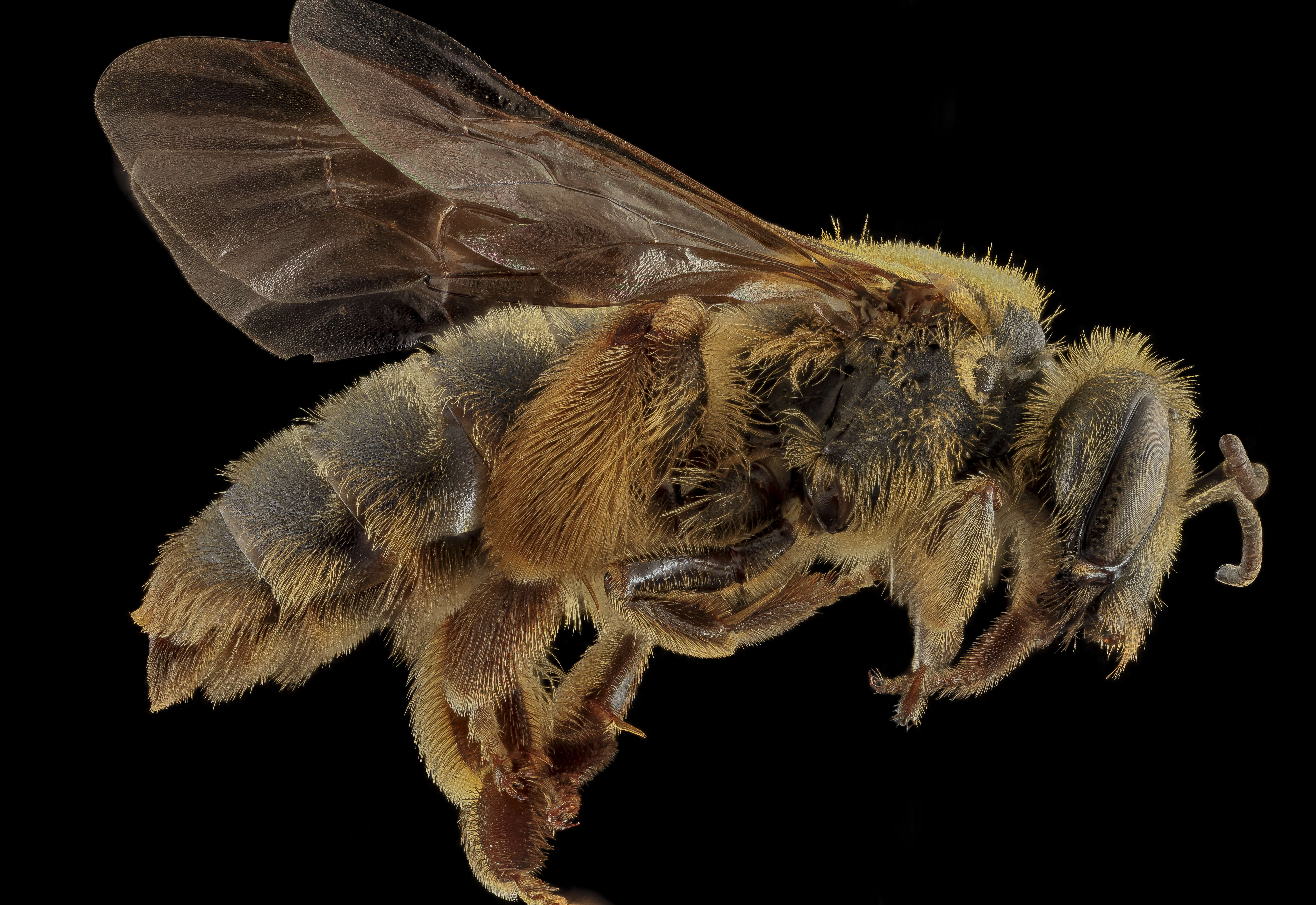 Imagem de Andrena helianthiformis Viereck & Cockerell 1914