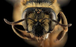 Imagem de Andrena helianthiformis Viereck & Cockerell 1914