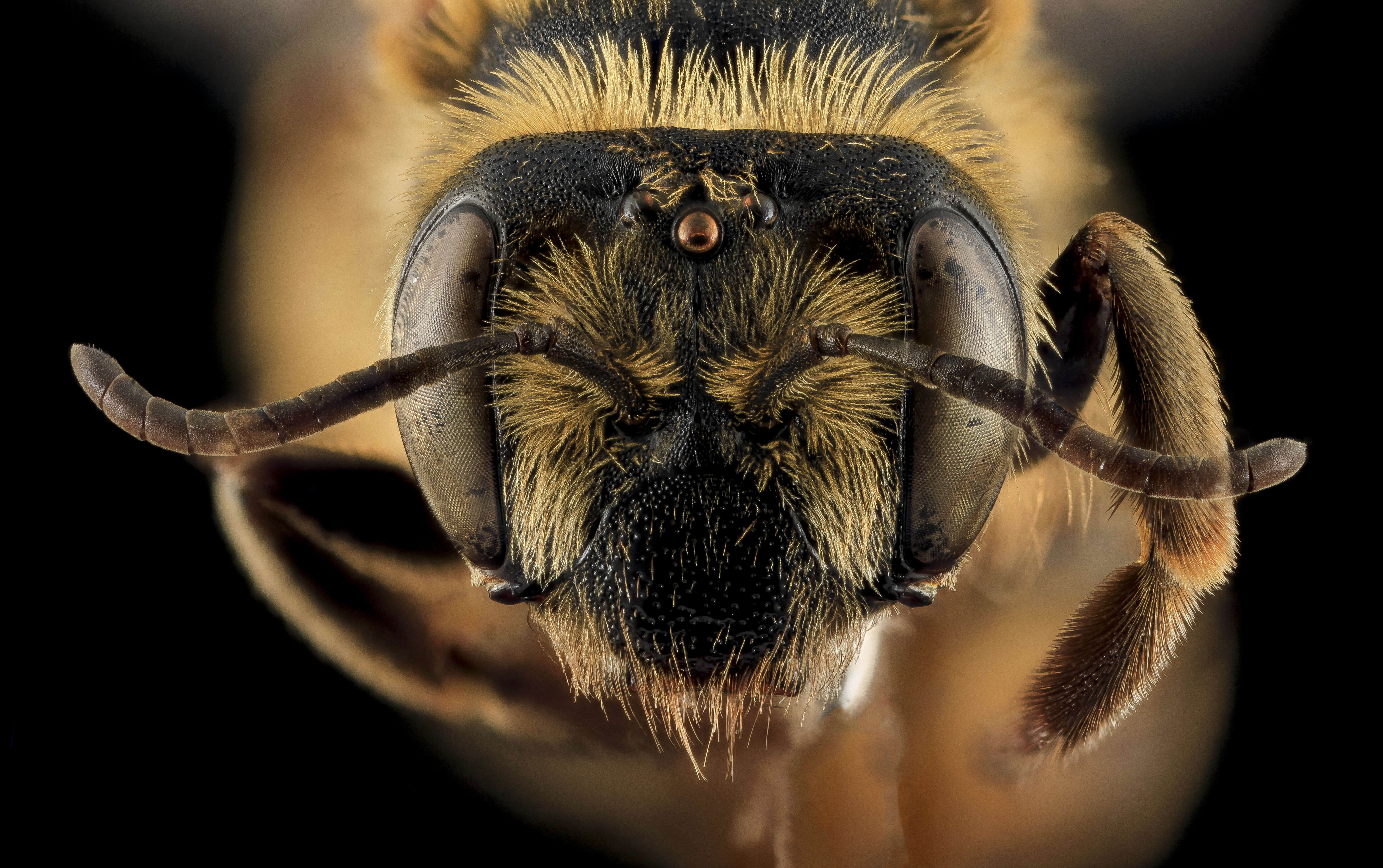 Imagem de Andrena helianthiformis Viereck & Cockerell 1914