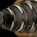 Image of Hunter's Cuckoo-leaf-cutter