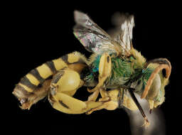 Image of Wide-legged Sweat Bee