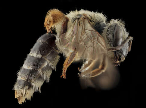 Image of Andrena cragini Cockerell 1899