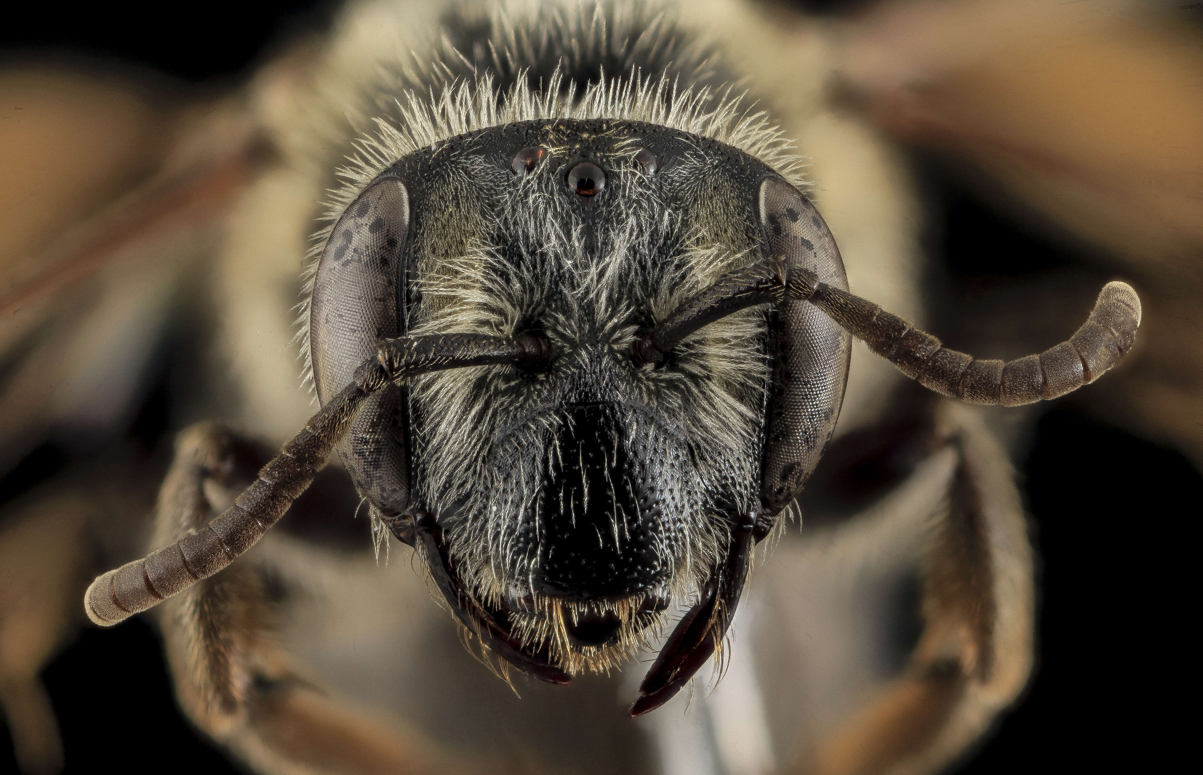 Image of Andrena cragini Cockerell 1899