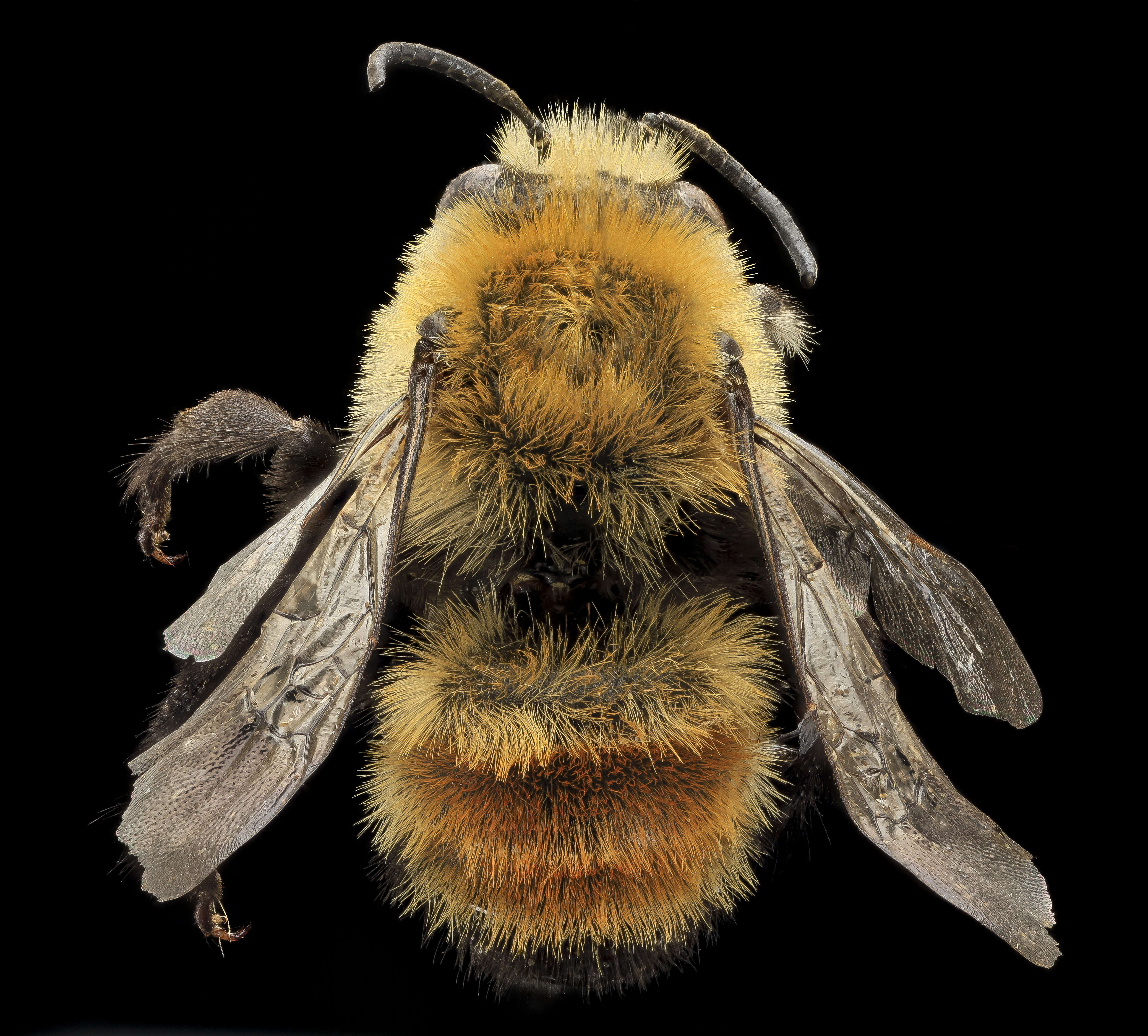 Image of Bumble-bee-mimic Anthophora