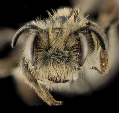 Image of Andrena cuneilabris Viereck 1926