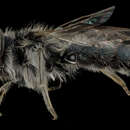 Image of Andrena cuneilabris Viereck 1926