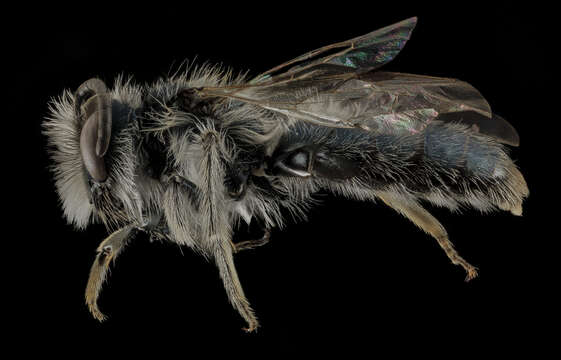 Image of Andrena cuneilabris Viereck 1926