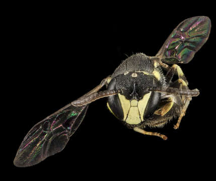 Image of Hylaeus floridanus (Robertson 1893)