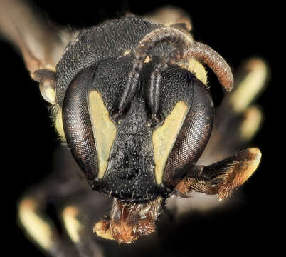 Image de Hylaeus floridanus (Robertson 1893)