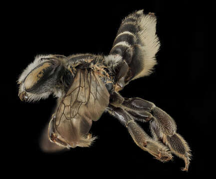 Image of Megachile integrella Mitchell 1926