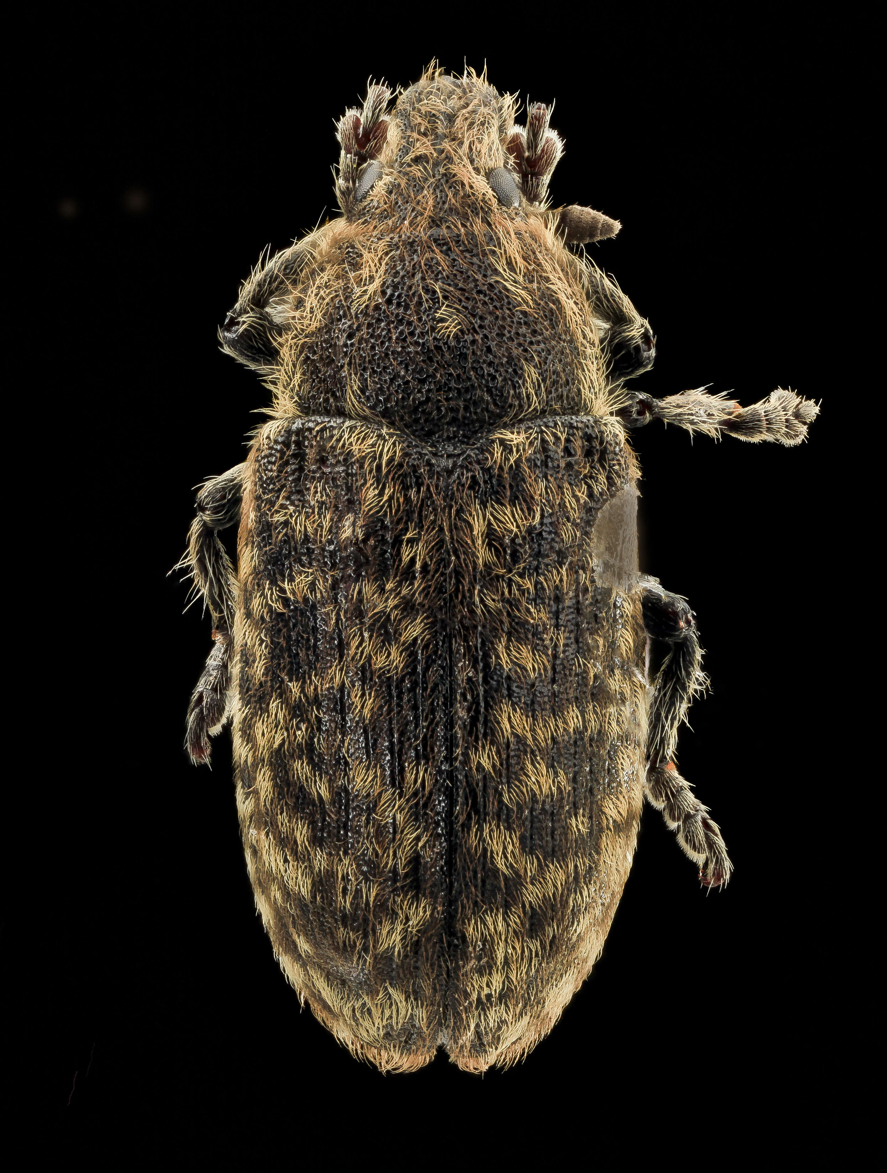 Image of Thistle Head Weevil